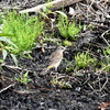 Palm Warbler 2-4-25