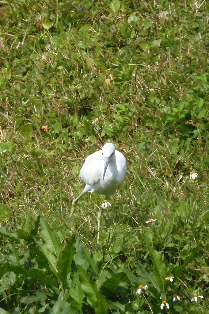 Young Little Blue Heron II 3-5-24