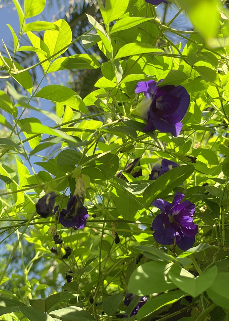 Butterfly Pea Arch 7-17-25