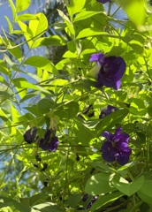 Butterfly Pea Arch 7-17-25