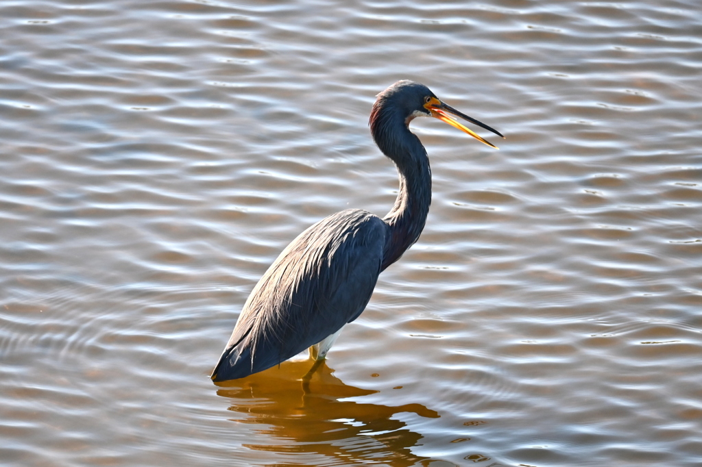 あれめっちゃほしい　11-18-25
