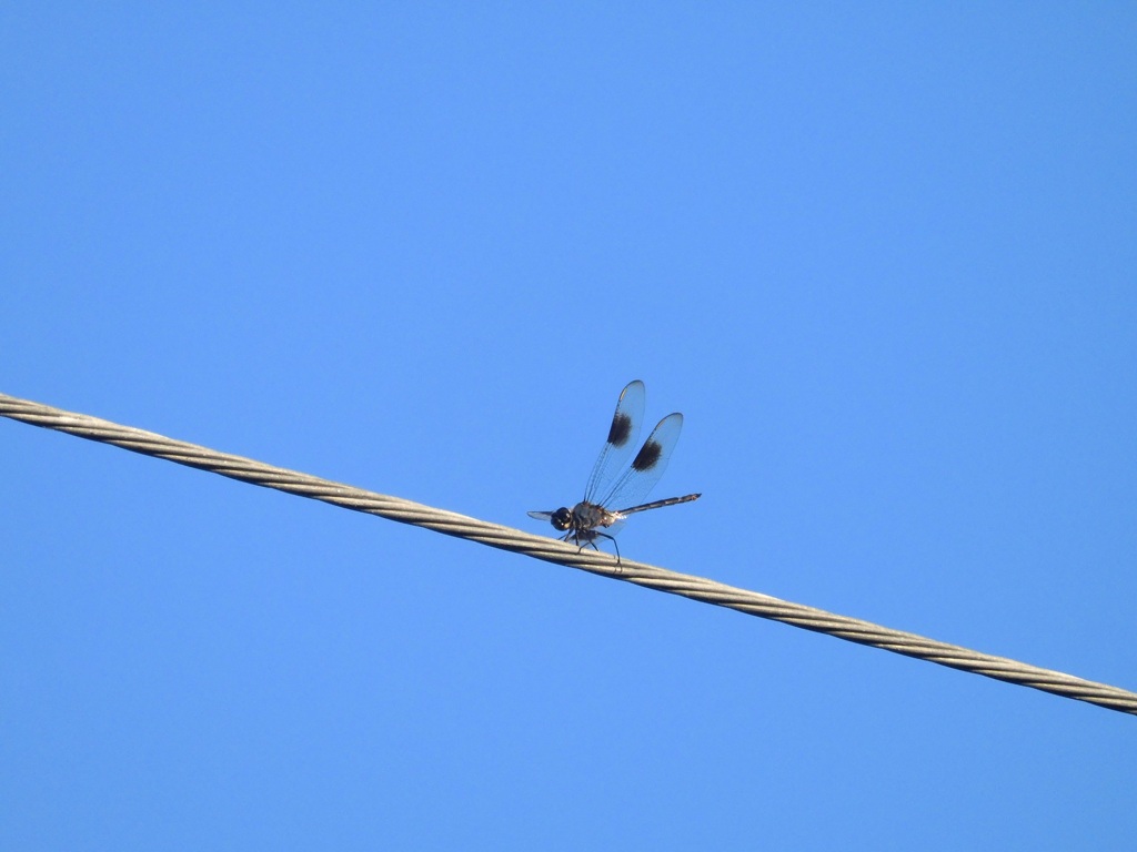 (Male) Four-Spotted Pennant Dragonfly