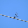 (Male) Four-Spotted Pennant Dragonfly