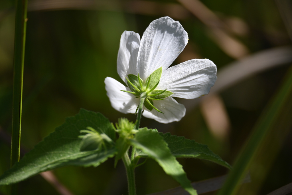 Virginia Saltmarsh Mallow I 7-17-25
