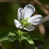Virginia Saltmarsh Mallow I 7-17-25