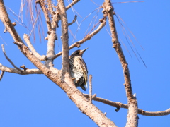 Northern Flicker (Yellow-shafted) 022223
