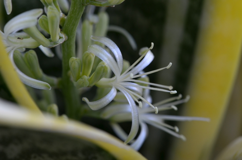 Snake Plant IV 5-8-23