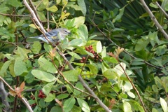 Yellow-Rumped Warbler (Myrtle Warbler) I