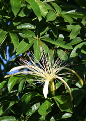 Pachira Aquatica 9-24-25