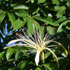 Pachira Aquatica 9-24-25