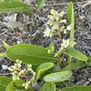 AKA Licania michauxii 4-4-23