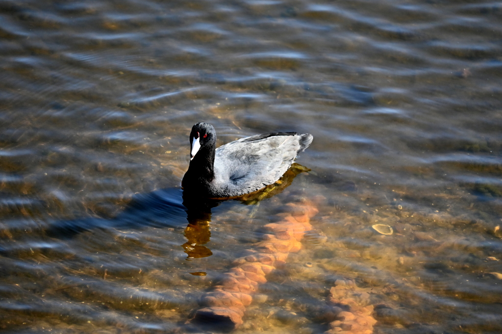 American Coot 11-18-25
