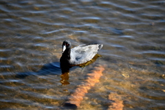 American Coot 11-18-25
