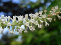 Aloysia virgata II 7-25-23