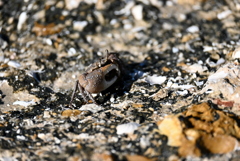 A Big Claw 6-26-25