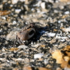 A Big Claw 6-26-25