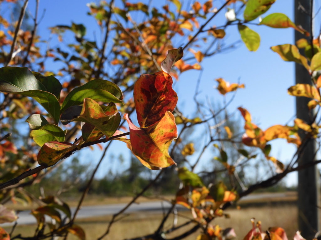 Crepe Myrtle 12-31-22