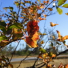 Crepe Myrtle 12-31-22