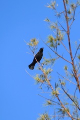 Red-Winged Blackbird I 10-28-23