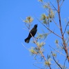 Red-Winged Blackbird I 10-28-23