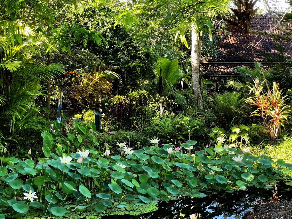 Sacred Lotus in Asian Garden 7-17-25