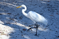 Great Egret 11-26-24