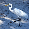 Great Egret 11-26-24