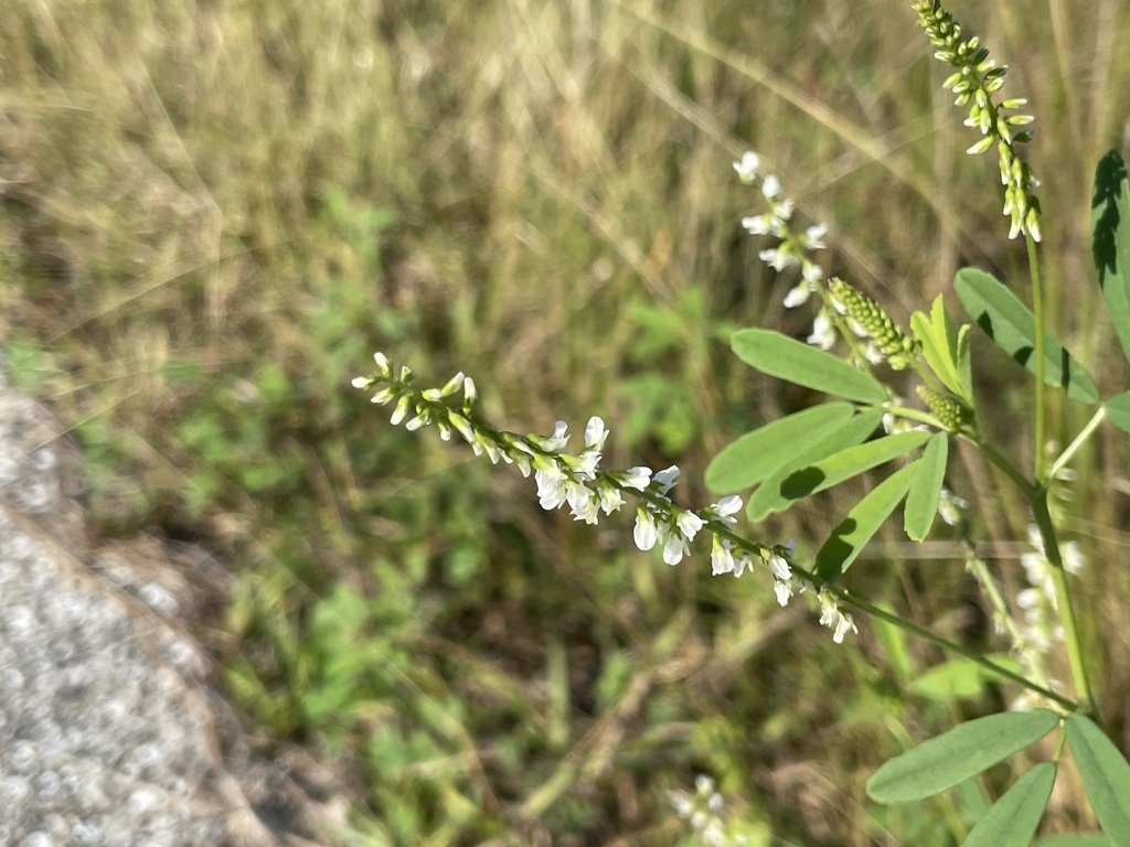 Melilotus albus 11-30-22