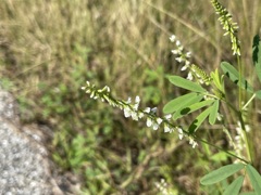 Melilotus albus 11-30-22