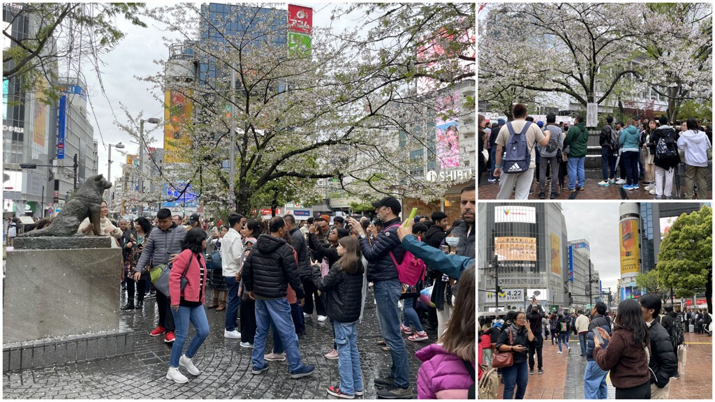 嵐の直後の渋谷にて　2024-4-9