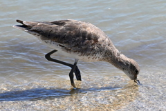 Willet at the East Beach 3-26-25