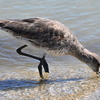 Willet at the East Beach 3-26-25