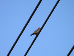 Red-bellied Woodpecker 10-3-23