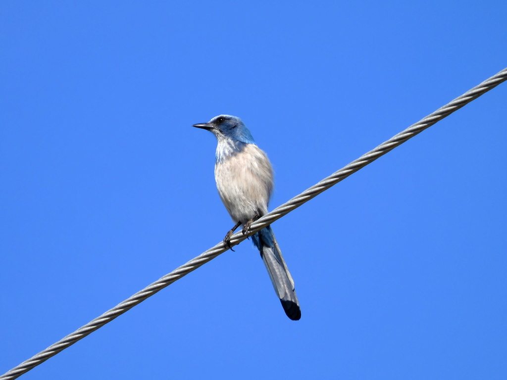 Florida Scrub Jay III 1-18-23