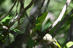 Knight Anole 7-17-25