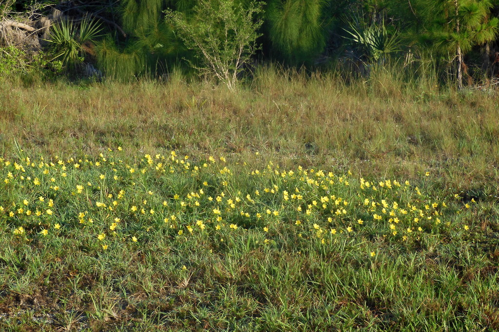 Tribulus cistoides 8-6-23