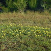 Tribulus cistoides 8-6-23