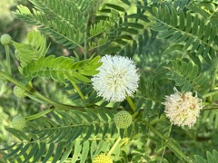 Leucaena leucocephala 10-11-22