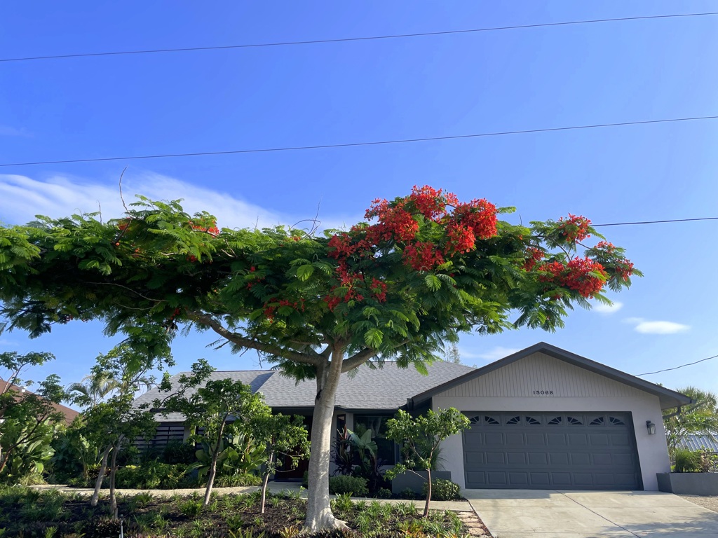 Royal Poinciana Tree 6-22-23