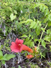 Campsis radicans 6-5-25