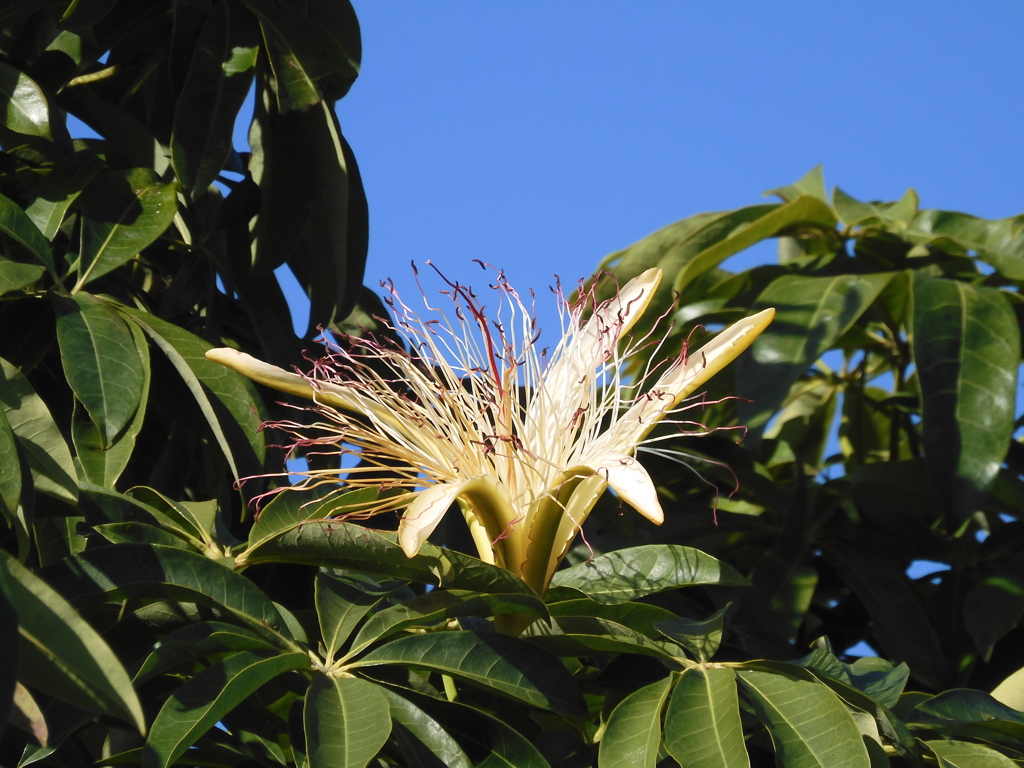 Pachira aquatica 12-23-23