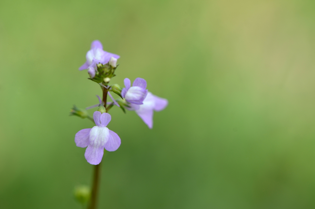 Canada Toadflax 3-7-24
