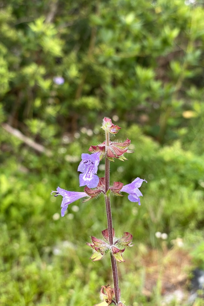 Salvia lyrata II 3-29-23