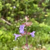 Salvia lyrata II 3-29-23