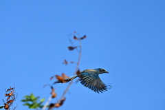 Flying 11-8-24