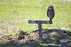 Florida Burrowing Owls at Pelican Park