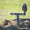 Florida Burrowing Owls at Pelican Park