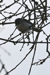 ブユムシクイ 5 2-26-26