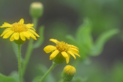 Camphorweed 6-5-25