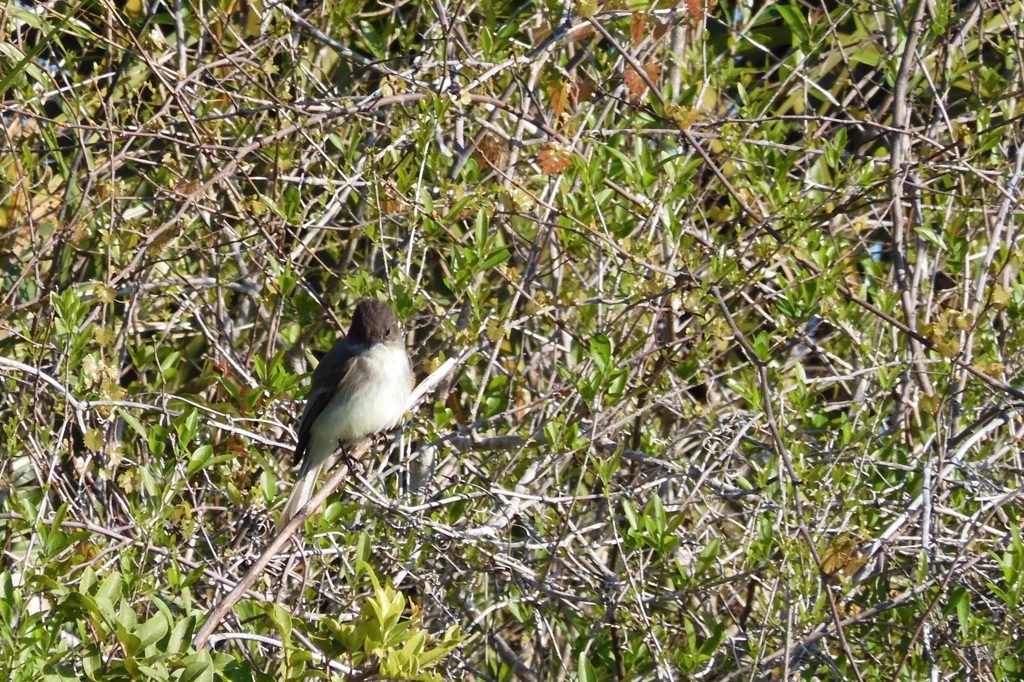 Eastern Phoebe I 2-21-24